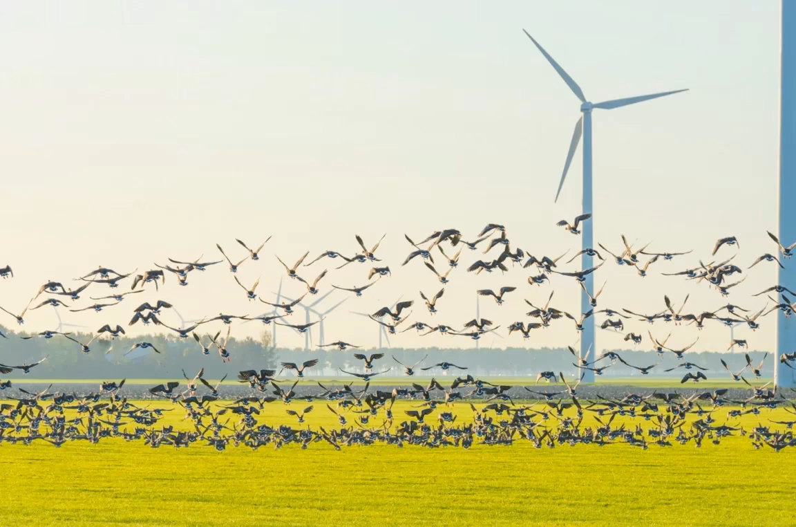 Czym jest ornitologia?