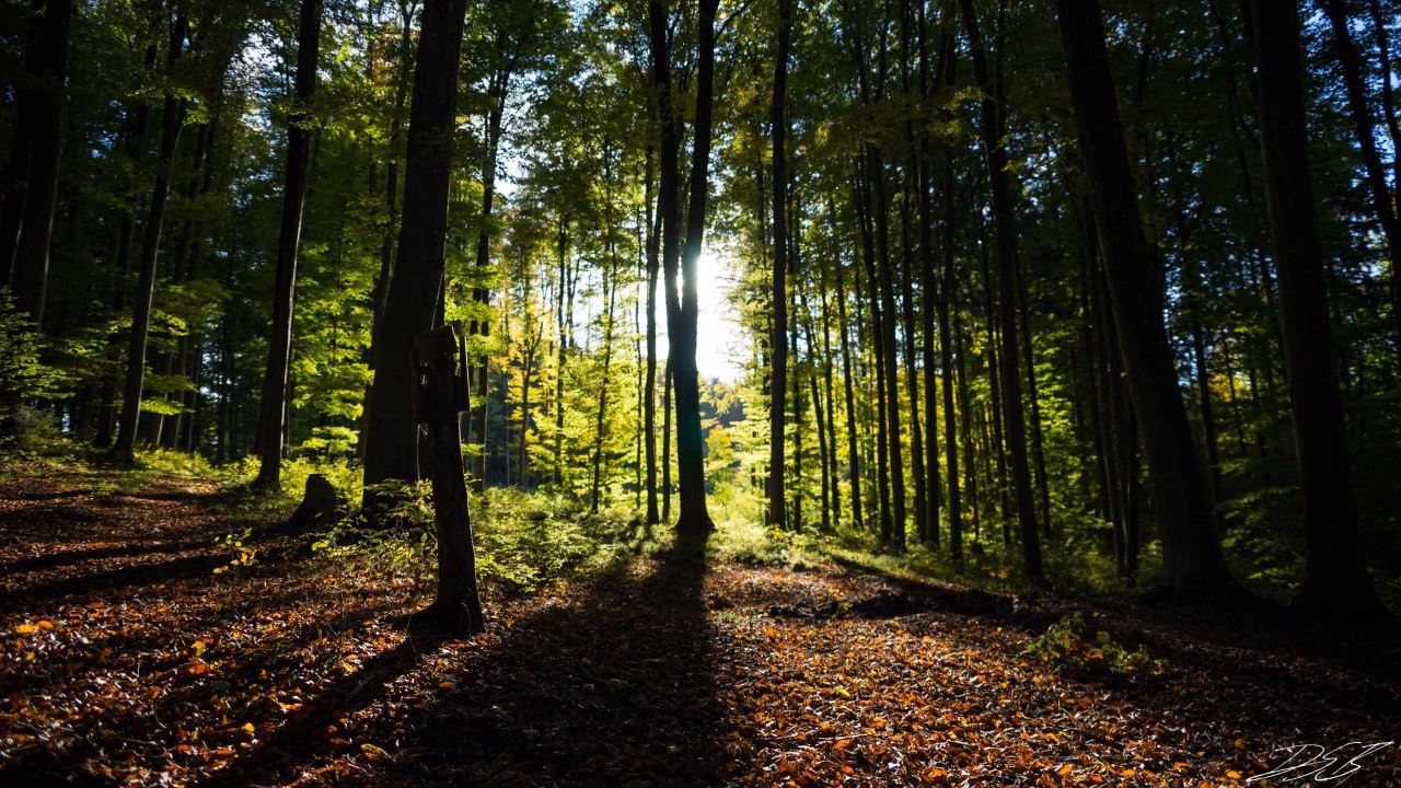 Dlaczego z drzew leci woda?