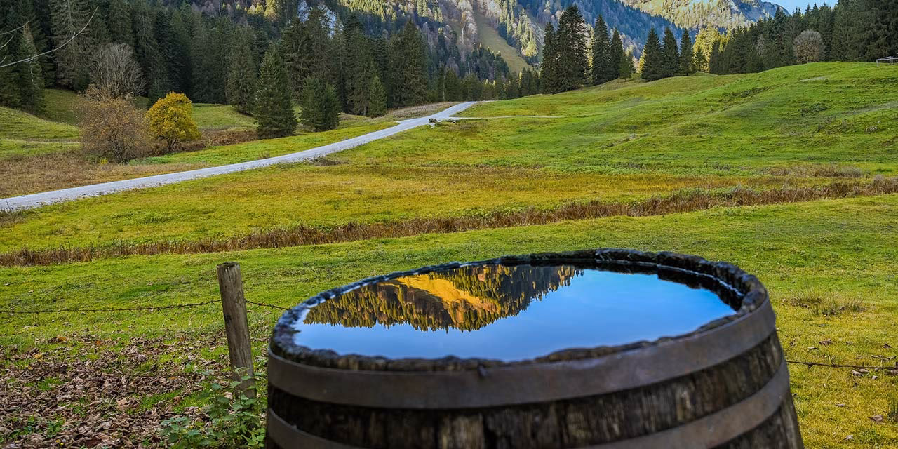 Ile litrów wody pije drzewo?