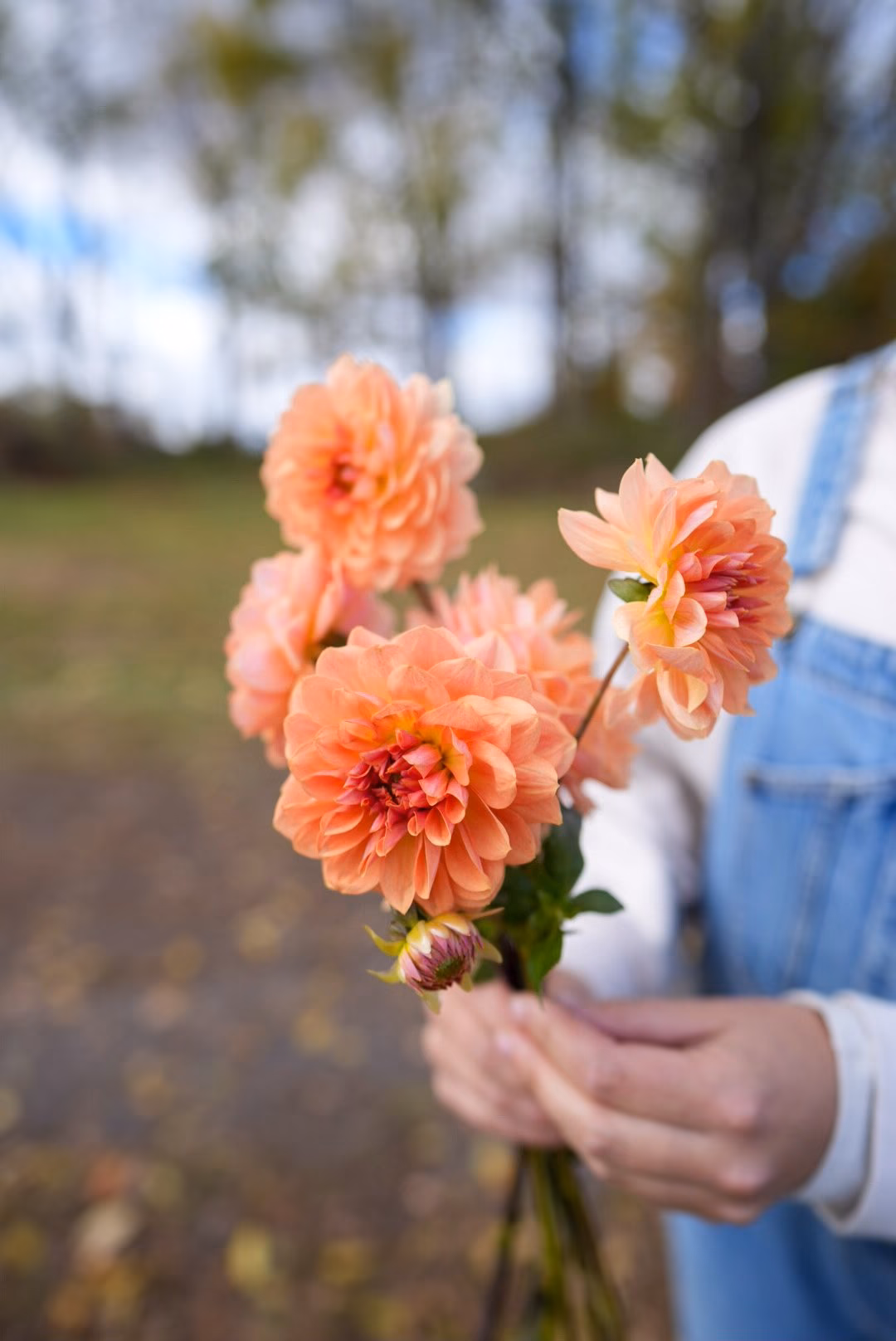 Co to jest audyt D/TLD?