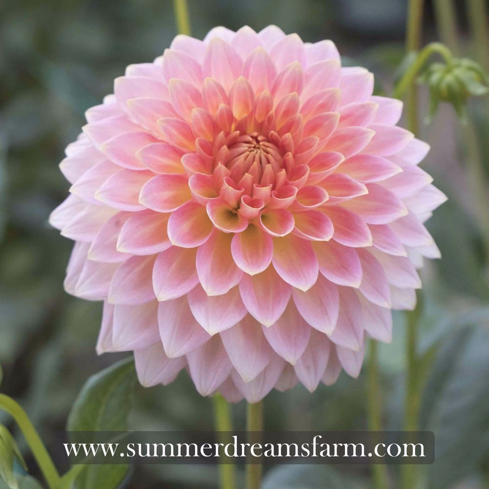 Co to jest audyt D/TLD?