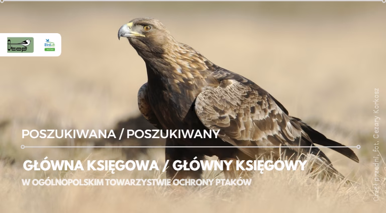 Jaka jest hierarchia stanowiska głównego księgowego?