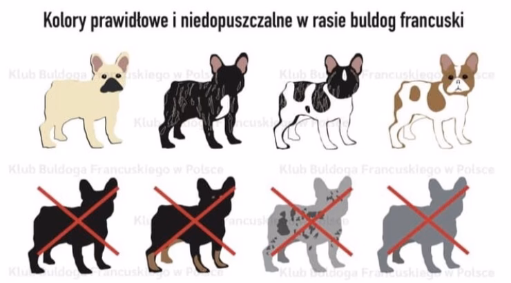 Jakie kolory kojarzą się z językiem francuskim?