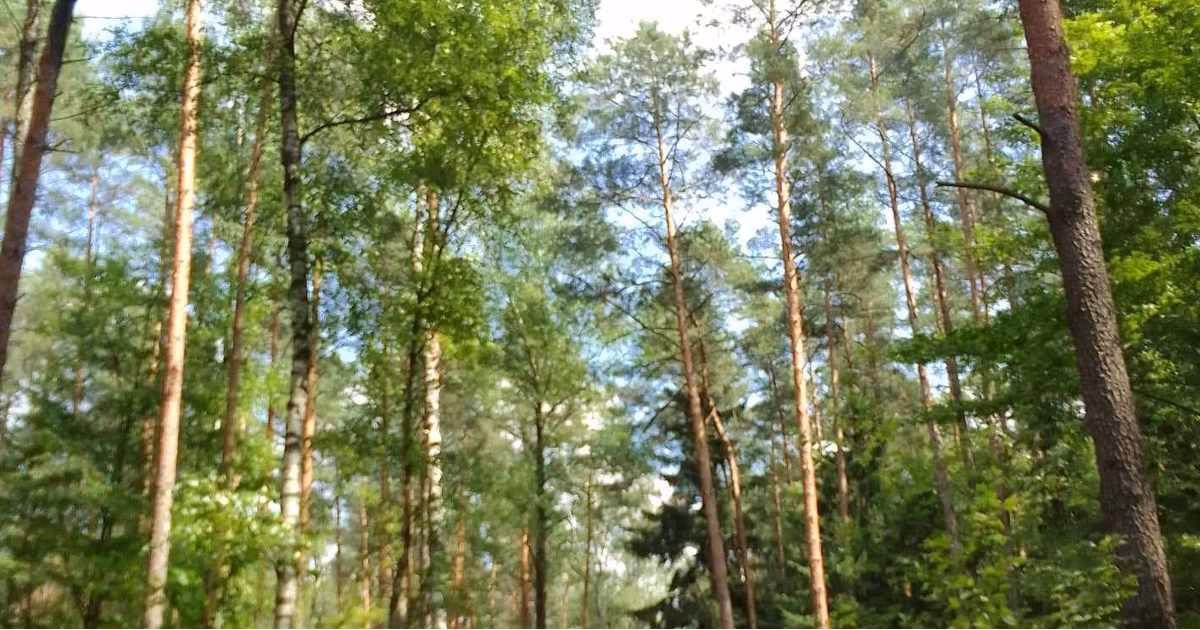 Dlaczego Lasy Państwowe rezygnują z FSC?