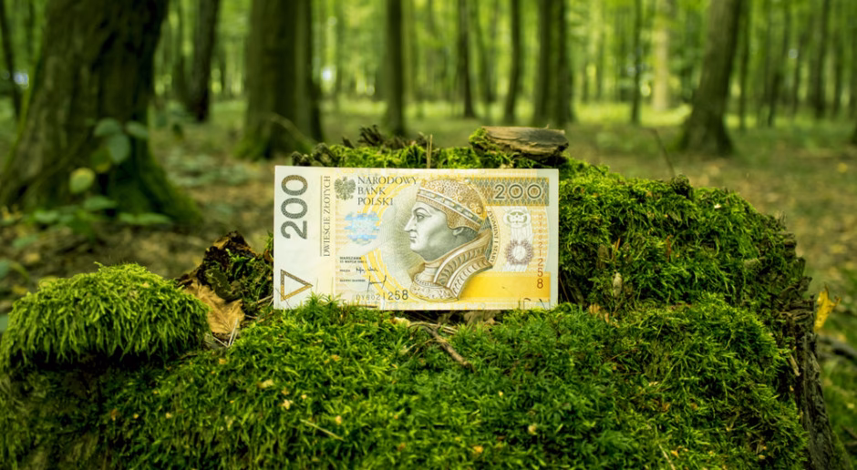 Ile Lasy Państwowe płacą za hektar lasu?