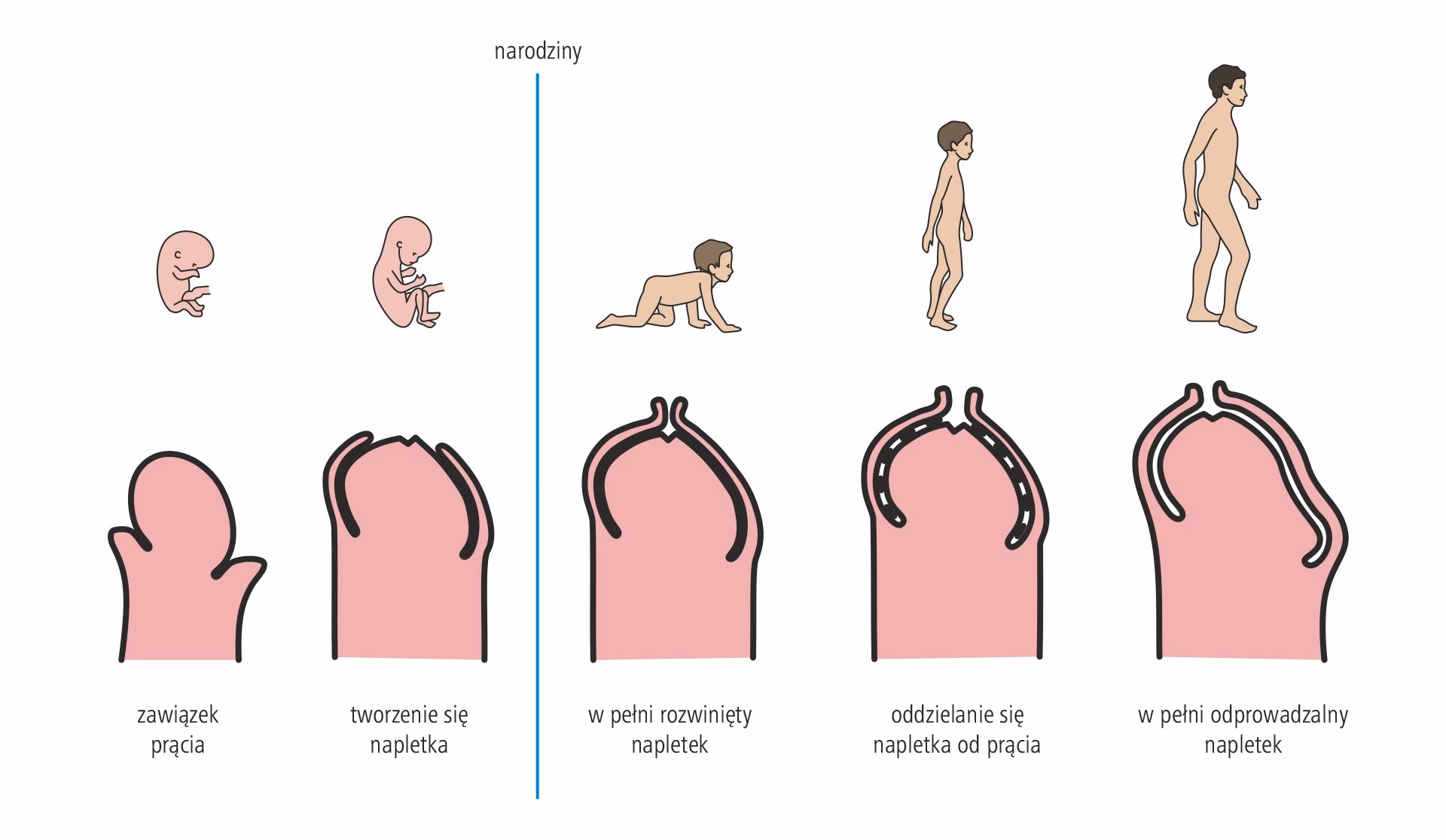 Czy odciagać napletek u 2-latka?