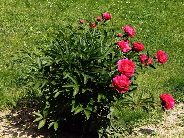Czy piwonia i peonią to to samo?