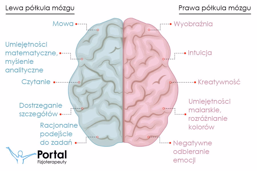 Co jest w lewej półkuli mózgu?