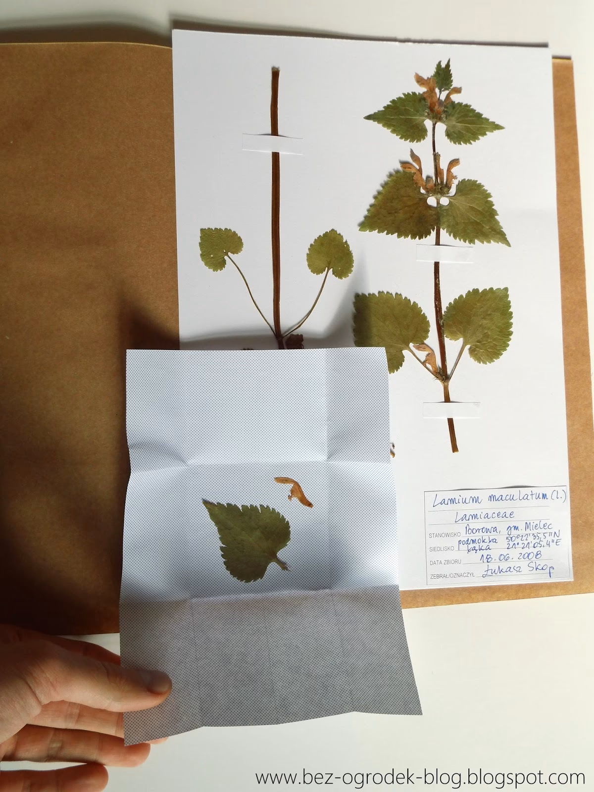 Jak prasować kwiaty do zielnika?