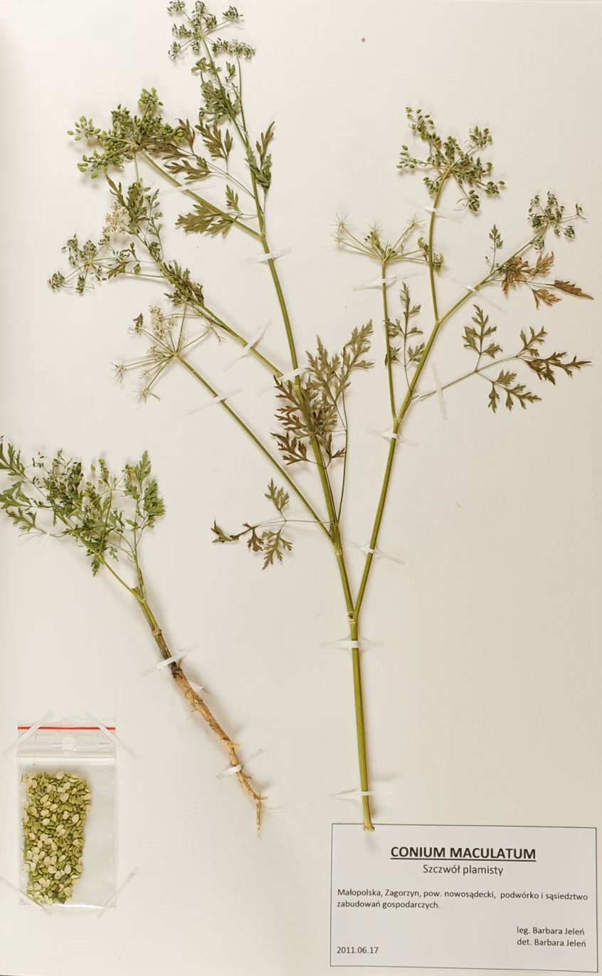 Jak szybko wysuszyć rośliny do zielnika?