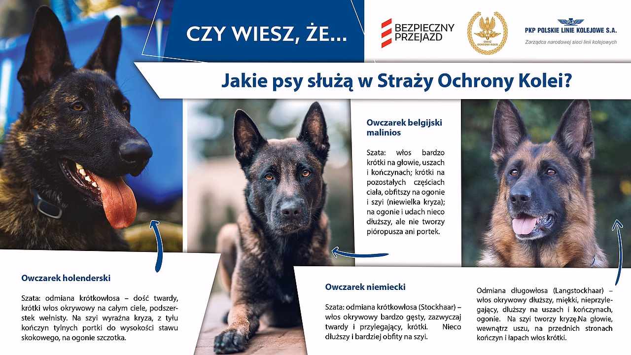 Jaki jest pies stróżujący nr 1?