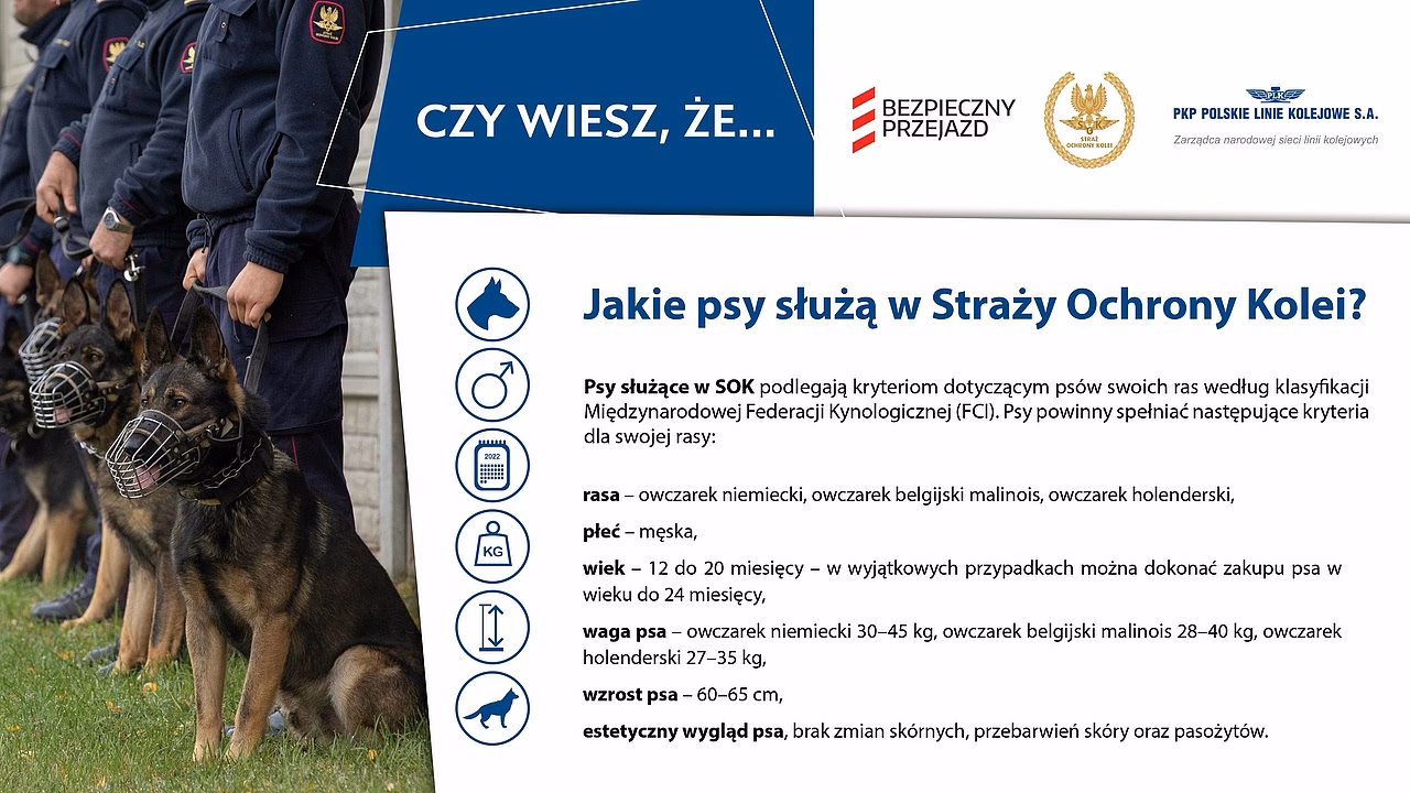 Jakie są silne i masywne psy obronne?