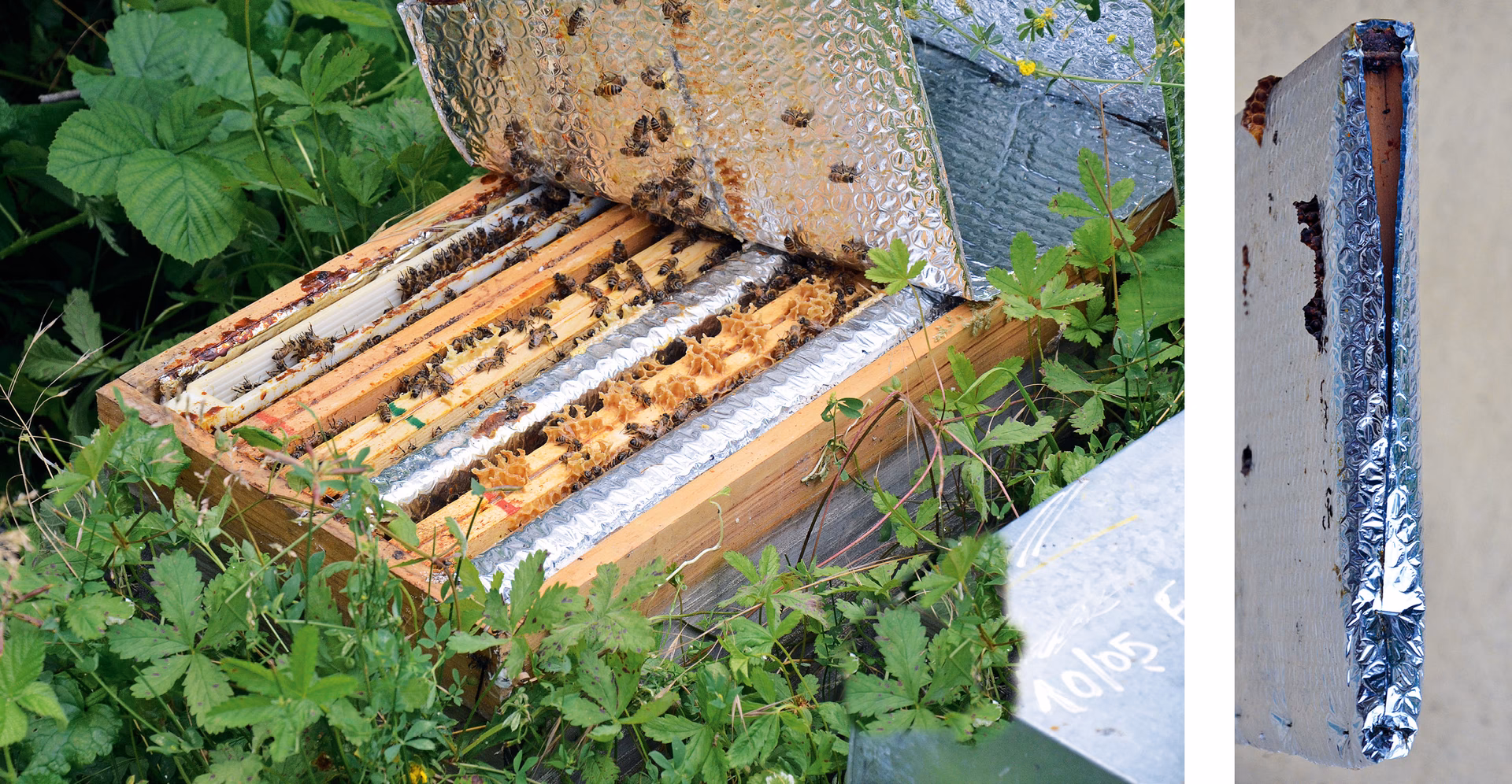 Czy ule mogą być blisko domu?